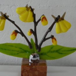 kleine gele elfenbloemen