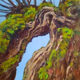 Knotwilg. Gestolde groeikracht