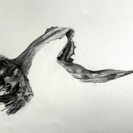 Agaveblad