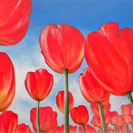 Tulpen - serie Holland