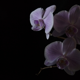 Orchidee (Phalaenopsis)