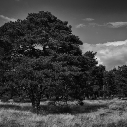 Hoge Veluwe 11