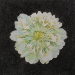 Trifolium Repens