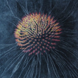 In het Hart-Echinacea #3