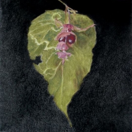 Leycesteria formosa