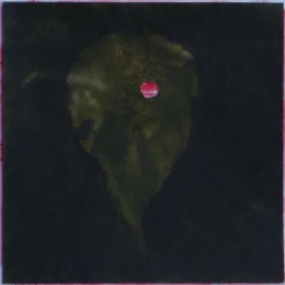 Z.T. (Leycesteria formosa)