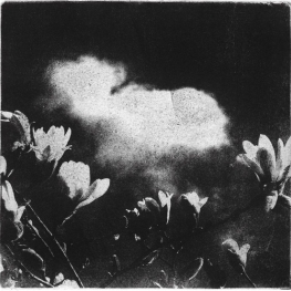 Magnolia you sweet thing