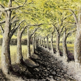 Allée bordée de platanes