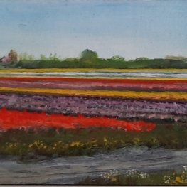 Bollenvelden aan de Grote Sloot