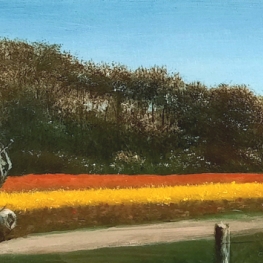 Bollenvelden bij Zijpe