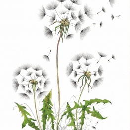 Uitgebloeide paardenbloemen