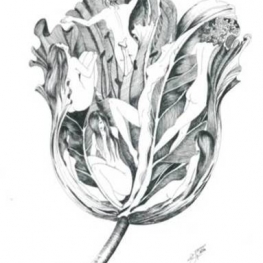 The beauty of the tulip