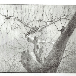 appelboom