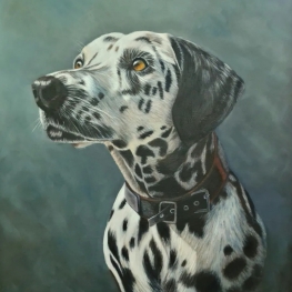 Dalmatiër 
