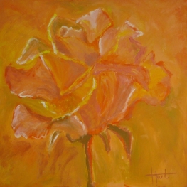 De oranje roos