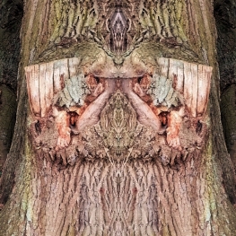 Tree Spirit Oak