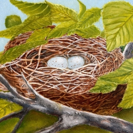 Vogelnestje met Eieren