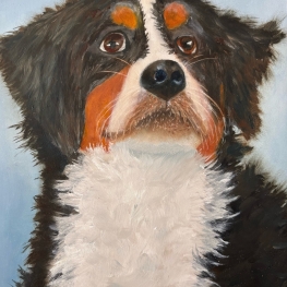 Berner Sennen Hond 