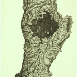 Oude knoteikenstronk 4