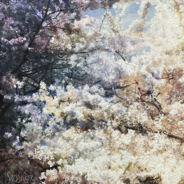 Symbiosis 80-39