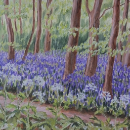 Bluebells