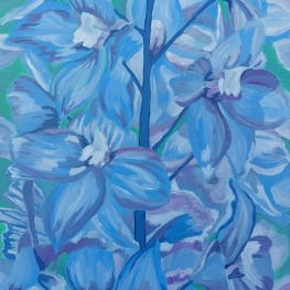 Ridderspoor (Delphinium)