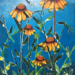 Echinacea