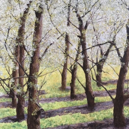 Perenbloesem