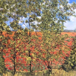 Bloemenveld in de Priestermeetpolder