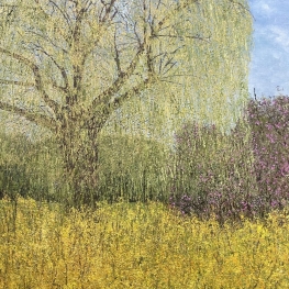 De wijze wilg en de forsythia.