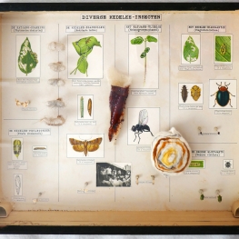 uit de serie Plantage Buitenzorg (1934) Kedelee