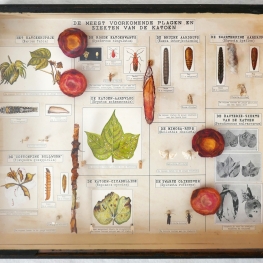 uit de serie Buitenzorg (1934) Katoen