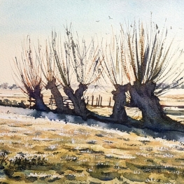 Knotwilgen op een Winterochtend