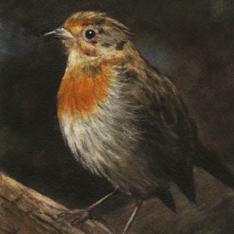 Young Robin