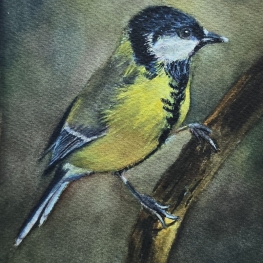 Great tit (Koolmeesje)