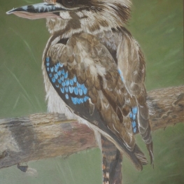 kookaburra
