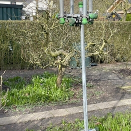 De Tulp