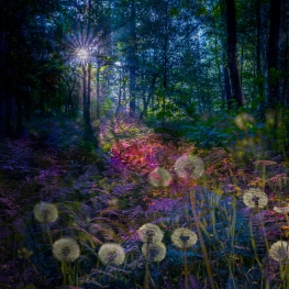 Colours of nature #1