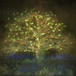 Colours of nature #3