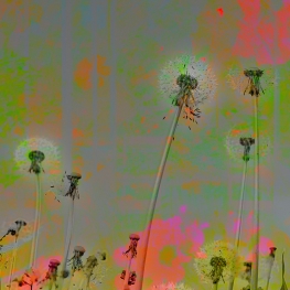 Colours of nature #5