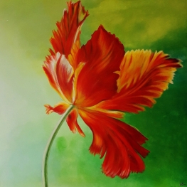 Parrot Tulip Red Yellow 