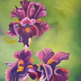 Iris Germanica I