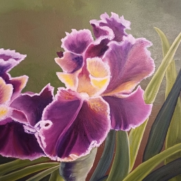Iris Germanica II
