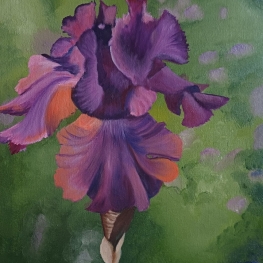Iris Germanica III