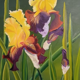 Iris Germanica IV