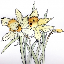 twee narcissen - narcissen challenge nummer 5