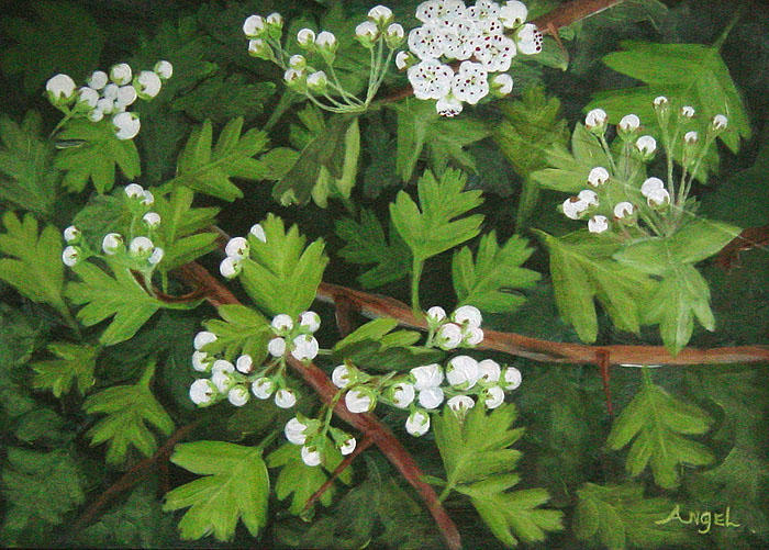 Hawthorn Budding