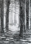 Door de bomen het bos zien