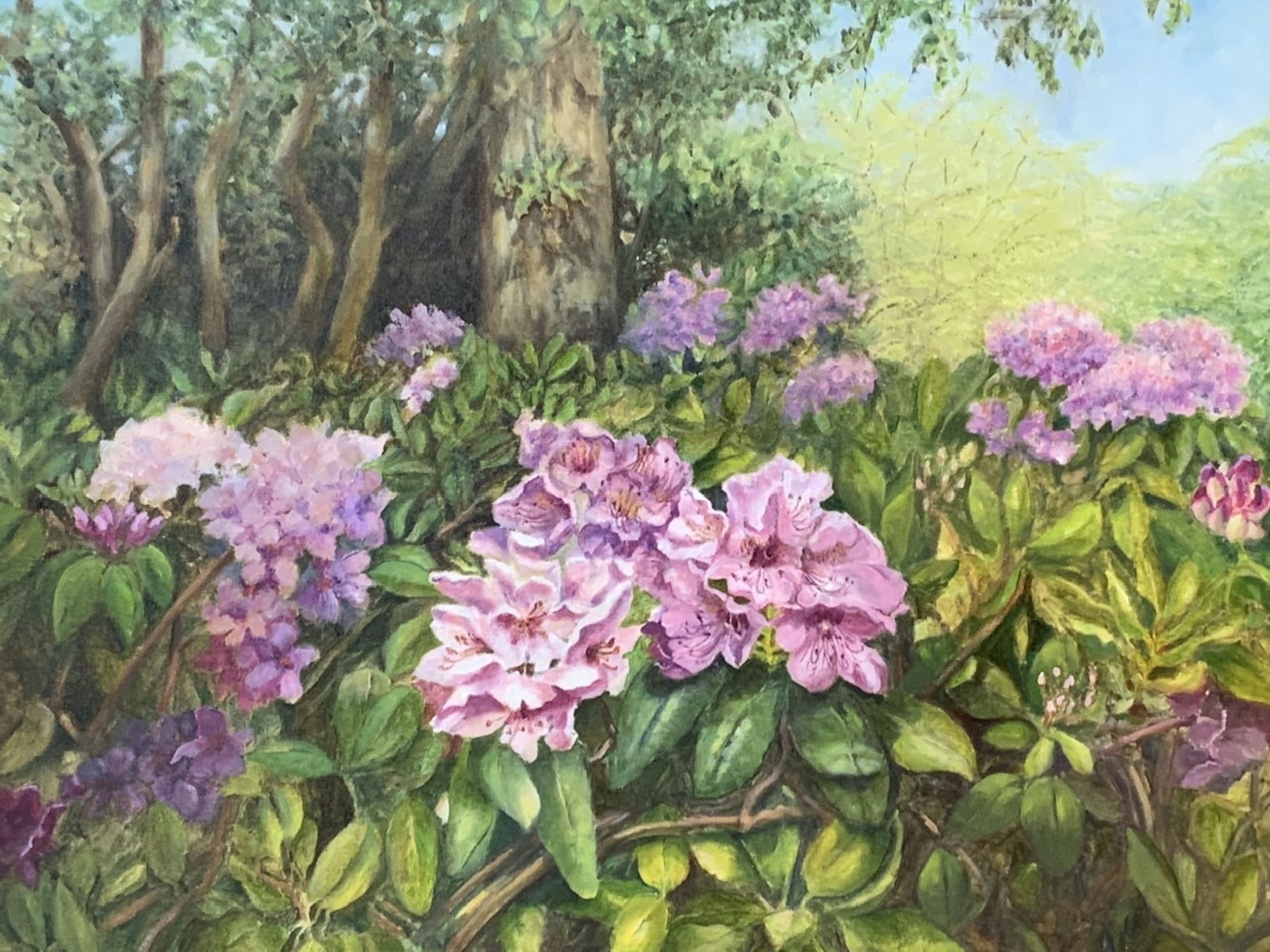 Tuin met rododendrons 