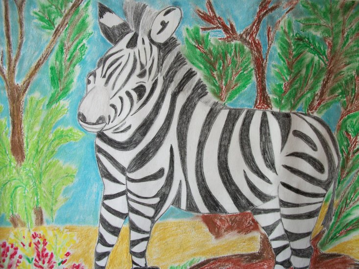 Zebra